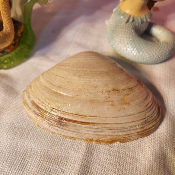 DECOUPAGE CLAM - Picture 4 of 6